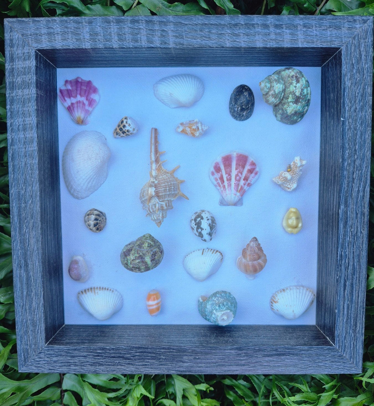 Framed Shell Light Display