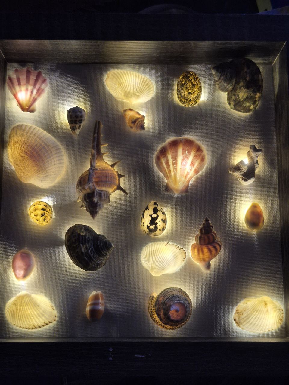 Framed Shell Light Display