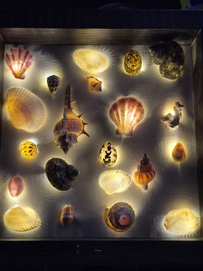 Framed Shell Light Display